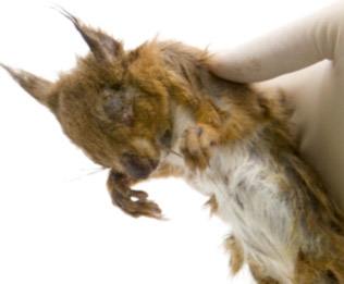 Typical appearance of a red squirrel suffering from squirrelpox. Scabs are present on the nose and between the fingers. Conjunctivitis and scabs on the eyelids are particularly pathognomic. This was the first red squirrel found in Scotland suffering from squirrelpox.